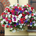 Mix Colour Morning Glory Mix Flower Seeds For Home Garden