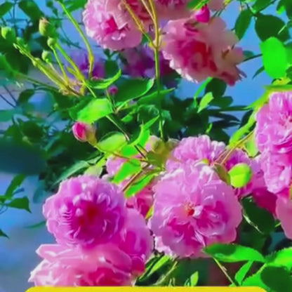 Elegant Climbing Rose Flower Seeds